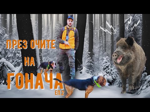 Видео: Лов на ДИВИ ПРАСЕТА в ДЛС ''Росица''! ПРЕЗ ОЧИТЕ НА ГОНАЧА ЕП.2