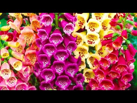 Видео: РАСТЕНИЯ, КОТОРЫЕ ОТПУГНУТ СЛИЗНЕЙ И УЛИТОК