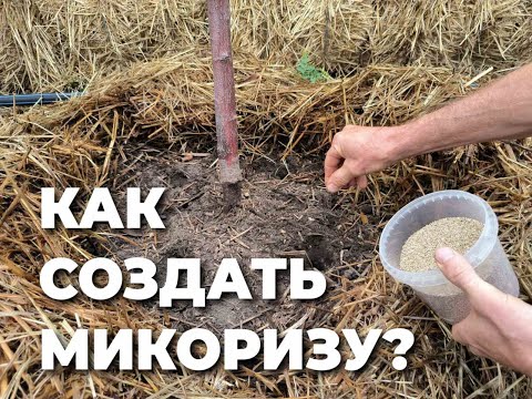 Видео: Как спасти деревья от засухи? Часть 1