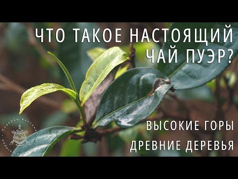 Видео: ЧТО ТАКОЕ НАСТОЯЩИЙ ЧАЙ ПУЭР? Ч.1: Растение, Терруар. Фильм Про Чай Пуэр. Путешествие по китаю.