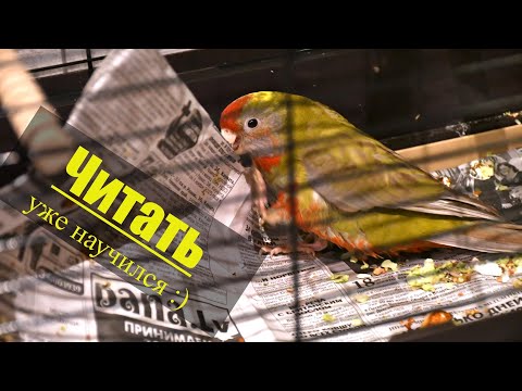 Видео: Розеллы не гворят ? Будем проверять. Алиса в помощь 😁👍