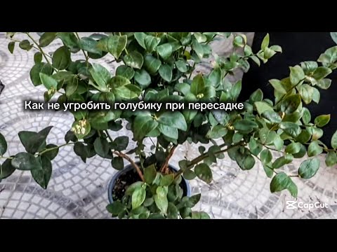 Видео: Купили куст голубики, что дальше? Пересадка в большой обьем, ньюансы пересадки.Сорт Билокси. VER 2