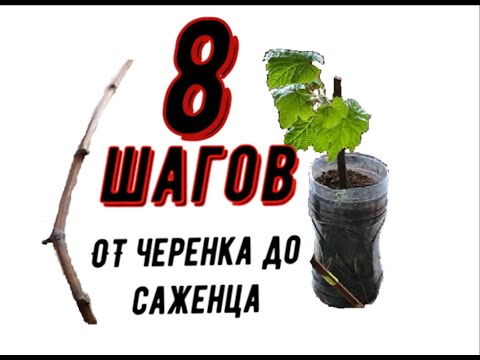 Видео: Основные шаги от черенка до саженца