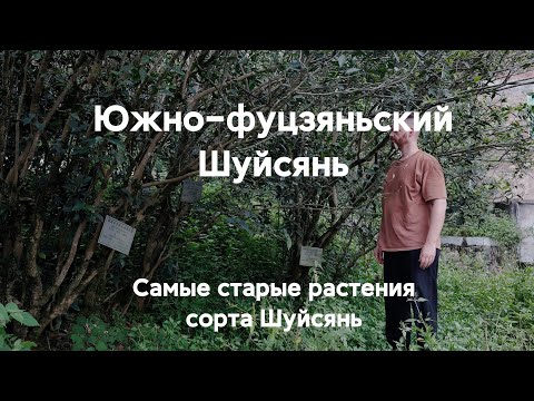 Видео: Южно-фуцзяньский Шуйсянь. Самые старые растения Шуйсянь (Лаоцун Шуйсянь).