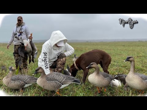 Видео: Охота на гусей 2021 осенью /схема расстановки чучел