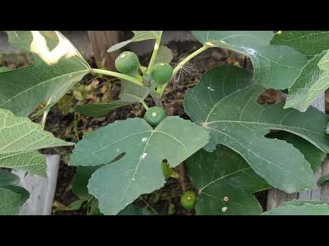 Видео: Инжир в траншее