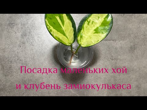 Видео: Посадка маленьких хой и СЕНСАЦИЯ клубня замиокулькаса