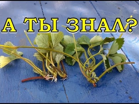 Видео: Как размножить КЛУБНИКУ? Варианты укоренения рассады