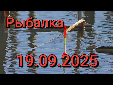 Видео: Рыбалка на поплавок 19 сентября 2025 г. На диком болоте!Эти рыбины топят поплавок на дно болота!