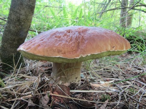 Видео: Столько Белых грибов не было уже давно! Часть первая.