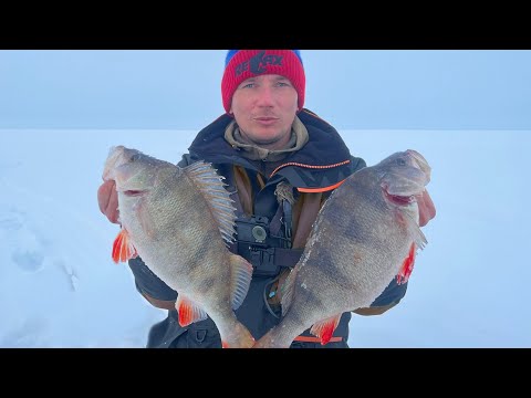 Видео: ЭТО ПИ#%Ц! Я НЕ ДУМАЛ, ЧТО ТАКИЕ БЫВАЮТ. ПОЛОСАТЫЕ ПРОГЛОТЫ СО ЛЬДА