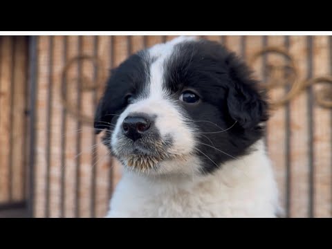 Видео: Щенок удивился, когда я его поймала)) 