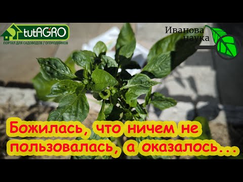 Видео: Эпидемия-2024. КРУТИТ ЛИСТЬЯ ТОМАТОВ, ПЕРЦЕВ и даже КАБАЧКОВ! Причина и лечение курчавости листьев.