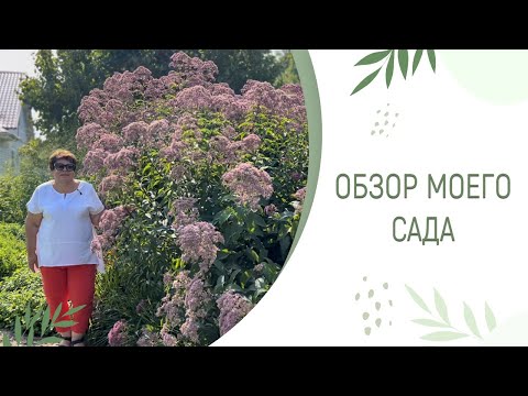 Видео: МОЙ САД | ПИТОМНИК ЛЕСКОВО