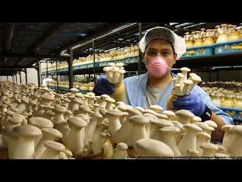 Видео: ШАМПИНЬОНЫ - БИЗНЕС ПРОЕКТ В СТРАНАХ 