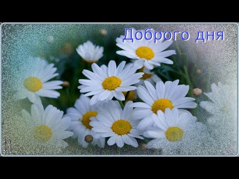 Видео: Доброго дня  Осень  Так захотелось на ромашковую поляну