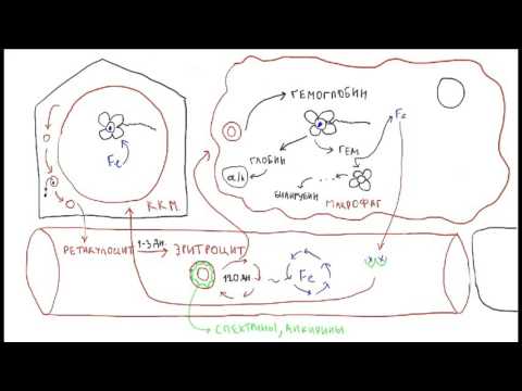 Видео: Железодефицитная анемия 3