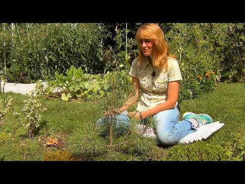 Видео: Формирование кроны сосны (ч.2).