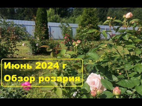 Видео: Мои розы. Июнь 2024 г.