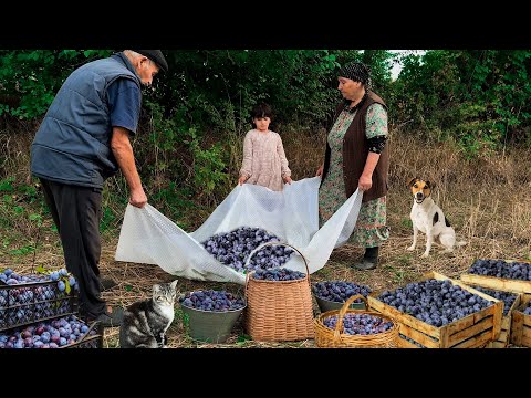 Видео: Бабушка Приготовила Варенья из Чернослив. Сушила Фрукты на Зиму.