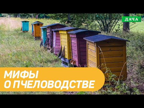 Видео: Мифы о пчеловодстве. Что такое дикий мёд и дикие пчелы? МОЯ ПАСЕКА