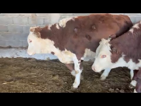 Видео: 87766277639  ☎️ 26 бас тохал