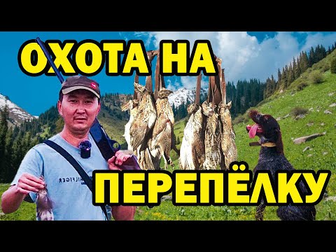 Видео: ОХОТА НА ПЕРЕПЕЛА (ПЕРЕПЁЛКУ) С 20 КАЛИБРОМ - ПЕРВАЯ ОХОТА С СОБАКОЙ. БӨДЕНЕГЕ АҢШЫЛЫҚ