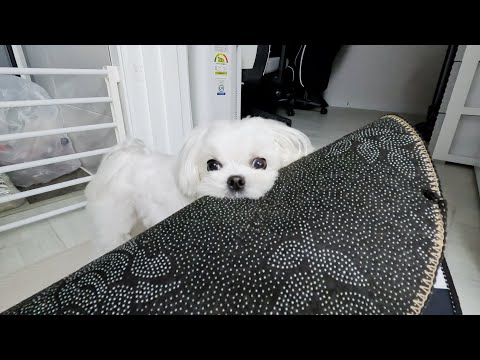 Видео: Смешная реакция щенка на оптический коврик