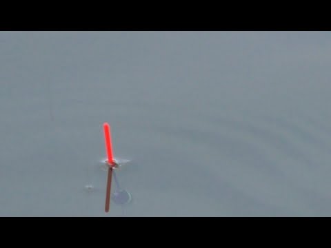 Видео: Ты будешь в шоке, на что сегодня клевал карп! Рыбалка весной.