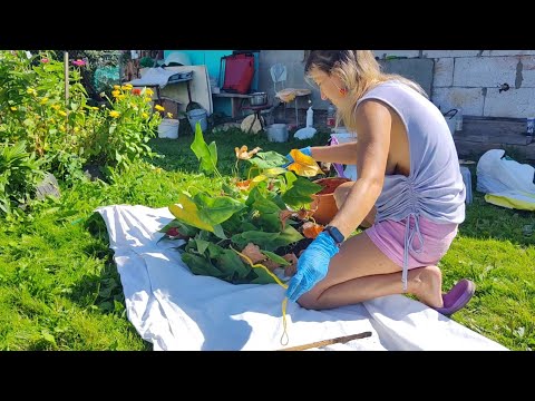 Видео: Рассаживаю цветы у мамы
