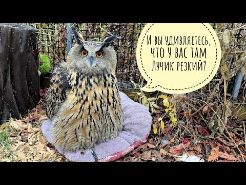 Видео: Сова Ёль пухлявится на электриков, Артём копает ямку, синицы получают кольца, орхидеи дают 12 вольт