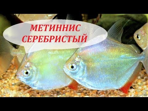 Видео: Метиннис Серебристый в аквариуме. Содержание, совместимость, разведение, чем кормить