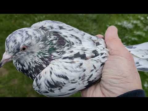 Видео: Прилетел голубь-бродяга. 02.12.2023