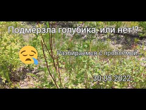 Видео: Подмёрзла голубика, или нет!?