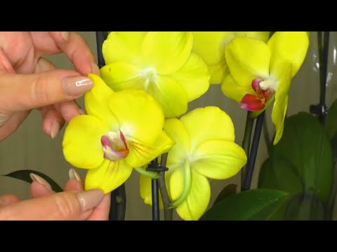 Видео: Мои ОРХИДЕИ - НОВИНКИ-ПОКУПКИ 💐😊💐 Распаковываем, Проверяем корни и Листья, и делаем ПЕРВУЮ ОБРАБОТКУ