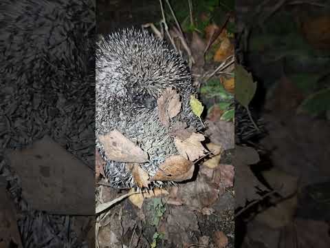 Видео: СИМ СИМ ОТКРОЙСЯ
