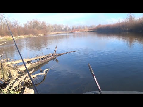 Видео: Ловля підуста, клена на Пруті \ підводні зйомки