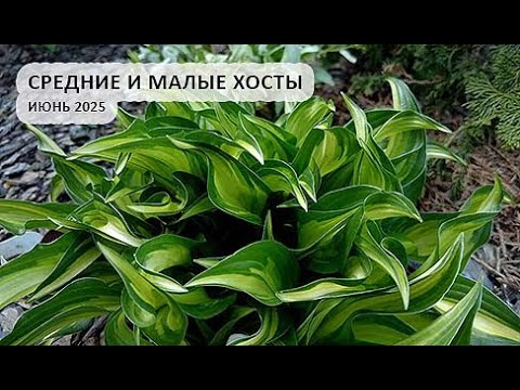 Видео: Хосты в июне, размеры M и S, сезон 2025