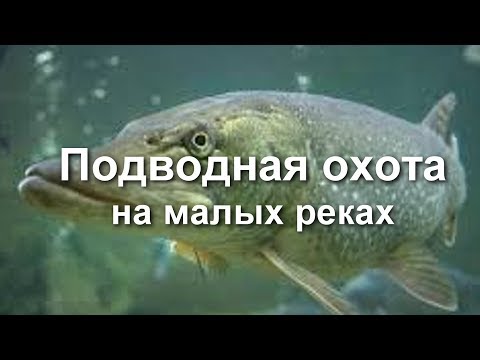 Видео: Подводная охота на Ингуле.