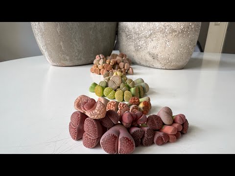 Видео: Литопсы/ Lithops. Последние приготовления и обзор по цветам 🎨