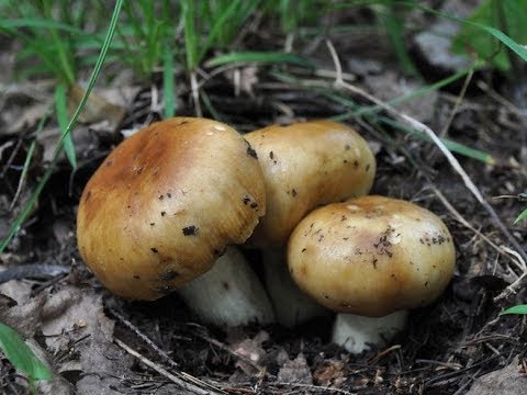 Видео: Как засолить кульбики(валуи)/ очень вкусно и просто