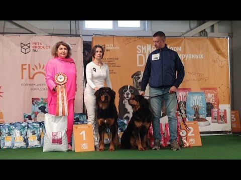 Видео: 16.08.2025, СПБ. Клуб "Кентавр" (РКФ, РФСС). Монопородная выставка ХОТОШО