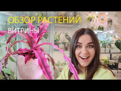 Видео: ОБЗОР РАСТЕНИЙ В ВИТРИНАХ | ОБУСТРОЙСТВО