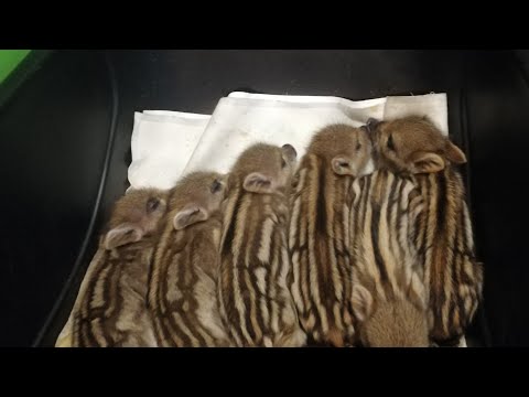 Видео: Наследники Фунтика