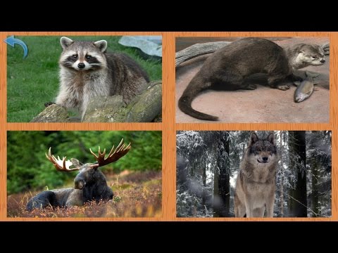 Видео: Учим лесных животных - Развивающие видео для самых маленьких