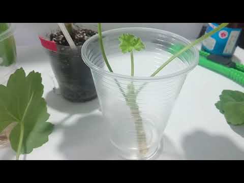 Видео: Черенкование и результат укоренения зональной пеларгонии в воде !