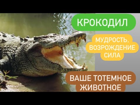 Видео: КРОКОДИЛ - ваше тотемное животное# духовное животное# духовный проводник# мудрость# плодородие#