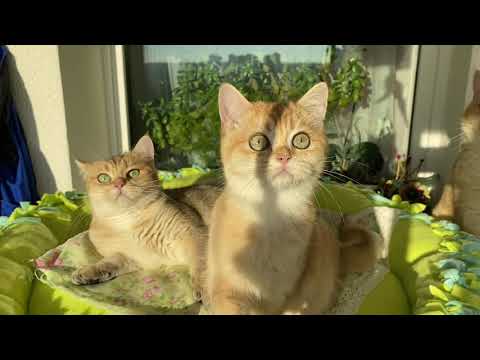 Видео: 🤩ОСОБЕННОСТИ ПОРОДЫ🙀ЗОЛОТАЯ ШИНШИЛЛА🧡 GOLDEN KITTENS🌞