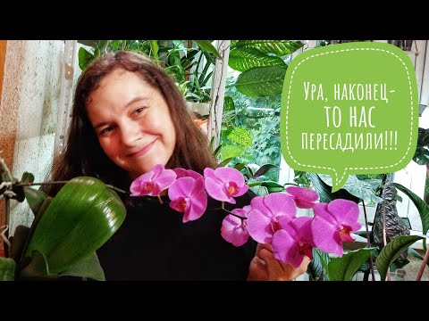 Видео: Пересадка орхидей. Фаленопсисы, катлеи, цимбидиум