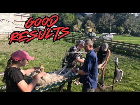 Видео: Купирование/удаление хвостов у ягнят-близнецов